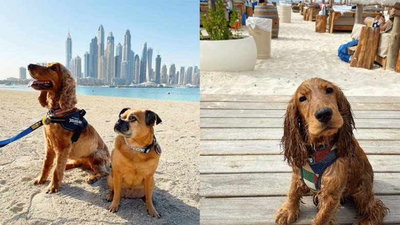 Six tips to keep your pets cool through a scorching Dubai summer