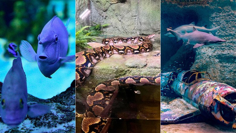 The National Aquarium Abu Dhabi has launched a cool summer deal for UAE residents