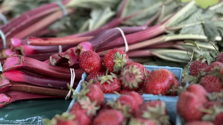 June is rhubarb picking time in the garden, so pucker up