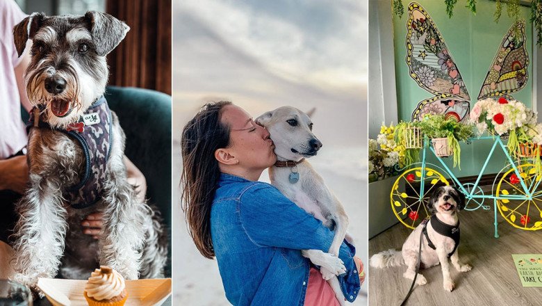13 indoor pet-friendly spots in Dubai