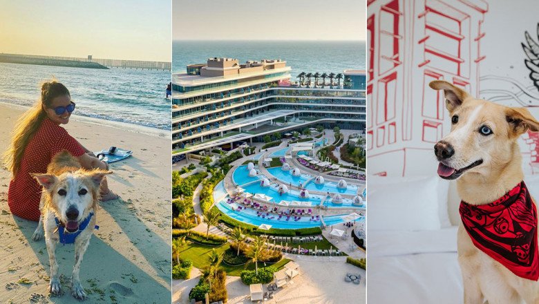 15 of the best pet-friendly hotels in Dubai