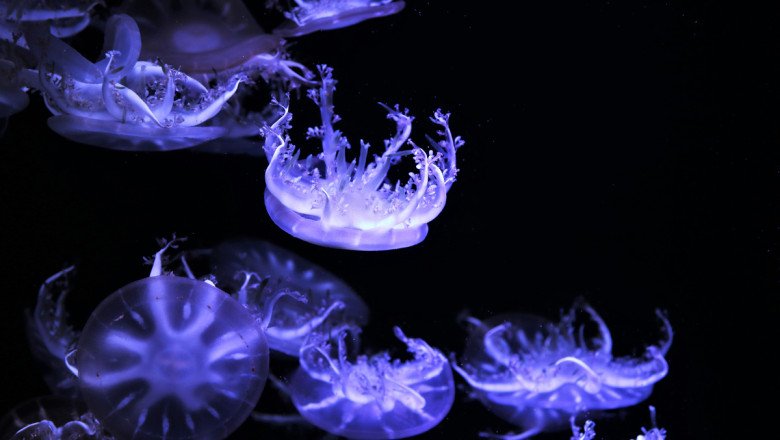 A new jellyfish exhibit is the must-see addition to The National Aquarium