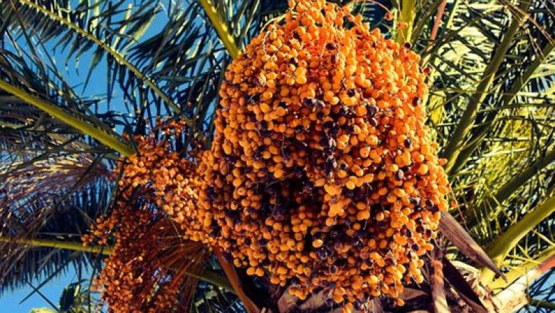 Abu Dhabi boosts smart agriculture research projects