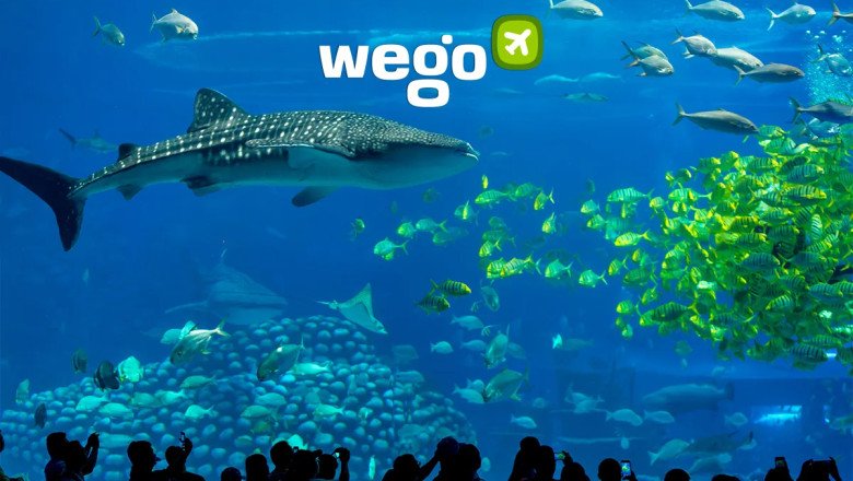 National Aquarium Abu Dhabi: A Look Inside the Largest Aquarium in the Middle East