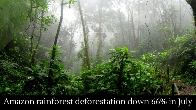 Amazon rainforest deforestation down 66% in July