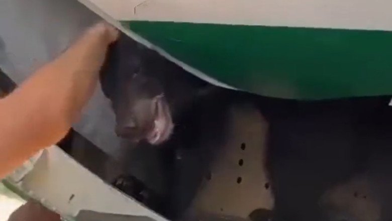 Bear escapes from crate in cargo hold of an Iraqi Airways plane in Dubai