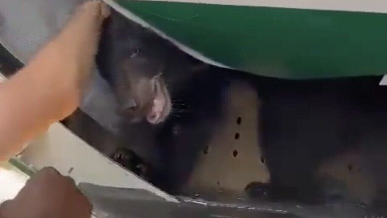 Bear escapes from cage on plane in Dubai, delaying flight