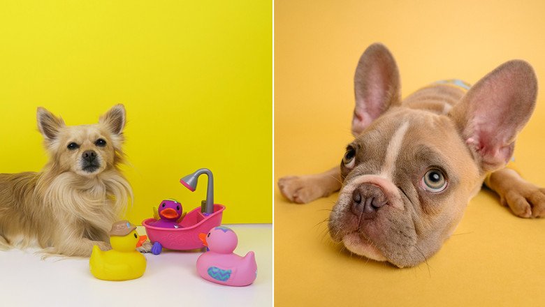 My Second Home to launch luxury pet resort for petite pooches