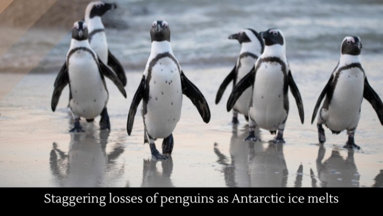 Staggering losses of penguins as Antarctic ice melts
