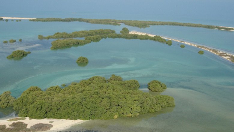 The UAE pledges to plant 10 mangrove trees for every COP28 visitor