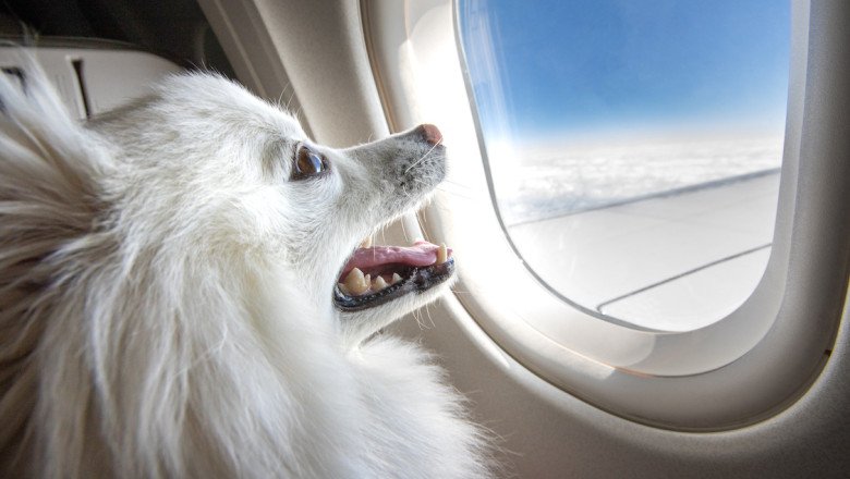 Now emBarking: A new Dubai private jet service for dogs