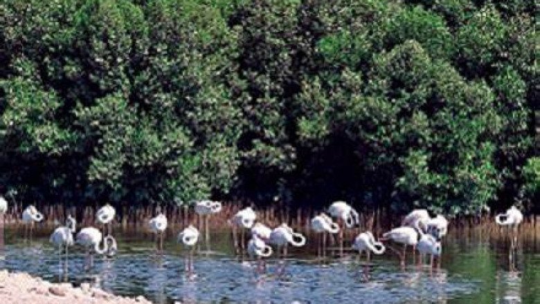 Abu Dhabi Reveals Worldwide Plan for Environmental Learning
