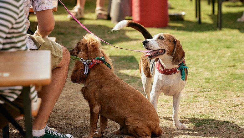 Dubai’s Much-Loved Dog-Friendly Festival, FEASTIVAL, Is Set To Make Tails Wag With Its Bark-Tastic Spring Edition