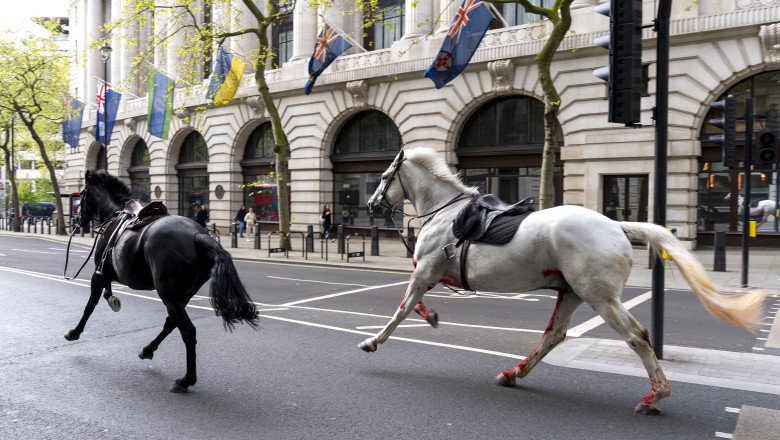 2 Military Horses That Broke Free and Ran Loose Across London Are in Serious Condition