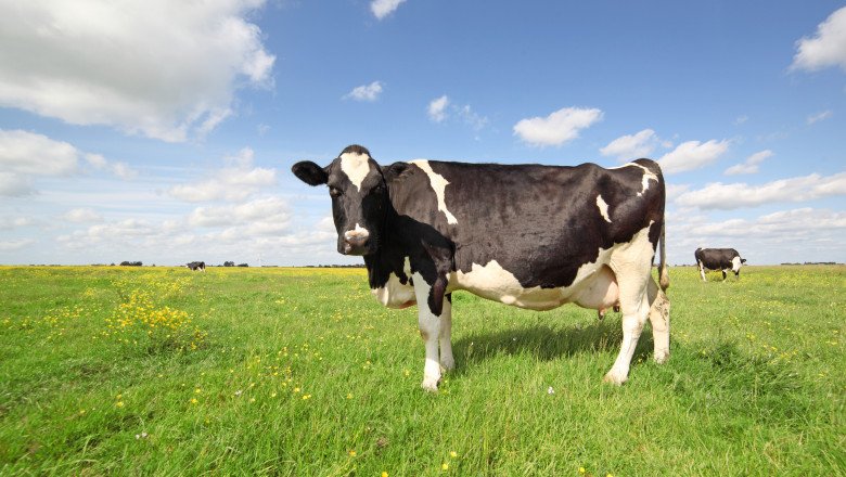 Bird Flu Virus Is in One in Five U.S. Milk Samples