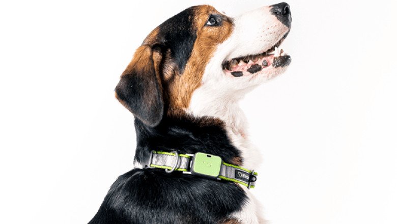 Whistle Switch GPS Dog Collar Revolutionizes Pet Tracking