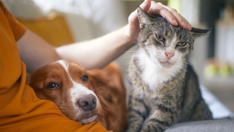 Housesitting, Pet-Sitting and Work Exchange Programs Help People Travel on a Budget
