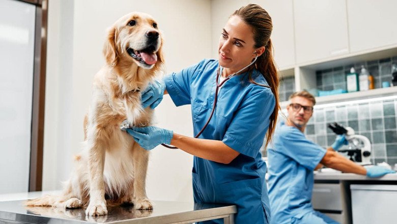 Learn Why Veterinarian Is Named the Top Job for 2025