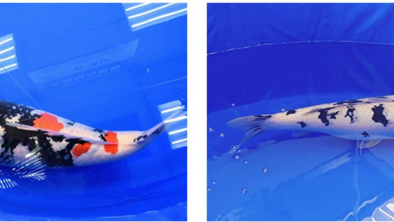 “Swimming Jewels” Nishikigoi – Niigata-bred Koi Wins Top Prize at Global Beauty Competition