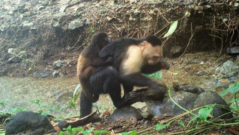 Capuchin monkeys kidnap babies of another species — and the deadly abductions are caught on camera