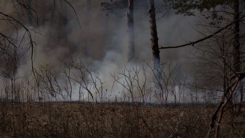 How prescribed burns can help ecosystems thrive