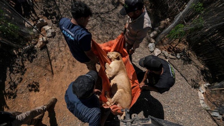 Lions, elephants among the “narco pets,” circus animals fleeing Mexico city eclipsed by cartel violence