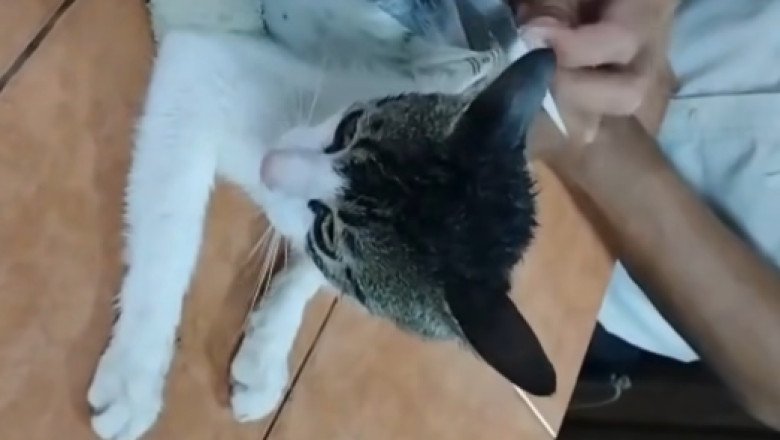 Video shows drug-smuggling cat caught by prison guards in Costa Rica