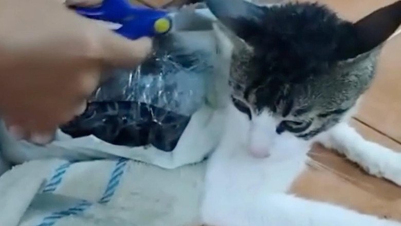 Video shows cat trying to smuggle drugs into Costa Rica prison