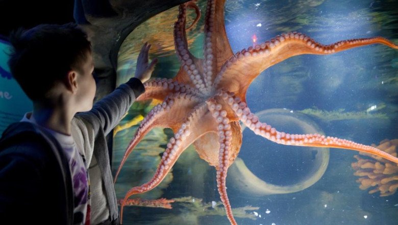 Bonhams-owner Epiris eyes plunge into Merlin aquariums | Money News
