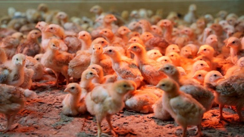 Thousands of chicks found abandoned in USPS truck have been adopted