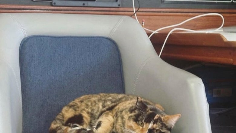 “Sailing with Phoenix,” Oregon man who quit job to sail with cat, arrives to cheering fans in Hawaii