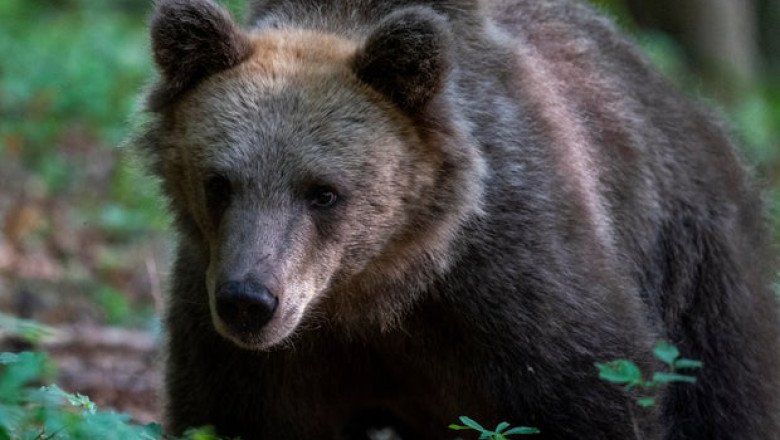 Bear attacks and critically injures woman walking her dog in Slovenia forest