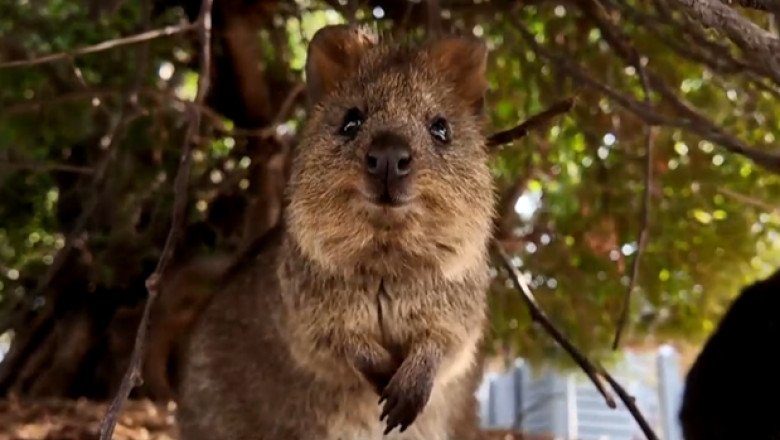 Meet the quokkas: Australia’s happy, viral sensations attract tourists that fund conservation efforts