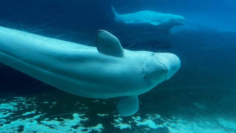 Marineland remains closed in Niagara Falls, Ont., says it hasn’t decided if it will open this year