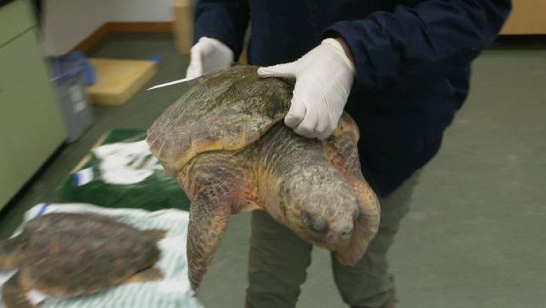 Sea turtle named Dilly Dally crawls back to the ocean after having flipper amputated at Florida hospital