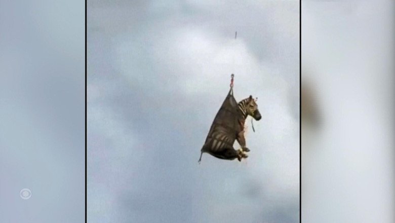 Runaway zebra named Ed caught after a week on the run in Tennessee