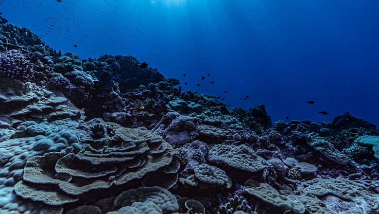 French Polynesia Just Created The World’s Largest Marine Protected Area