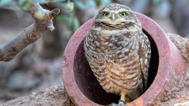 Arizona solar farms push burrowing owls from homes