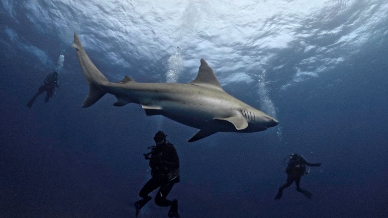 How Jaws Wreaked Havoc on Marine Conservation