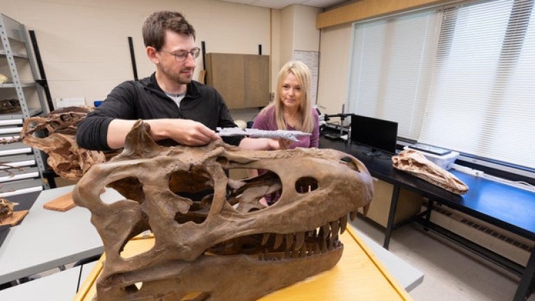 Newly identified T. rex ancestor is “missing link” between apex predators, dinosaur researchers say
