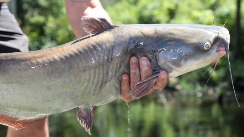 Large catfish donation stocks up AGFC ponds for Arkansas anglers