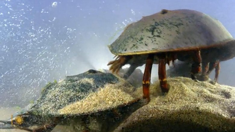 Nature: Horseshoe crabs in Maine