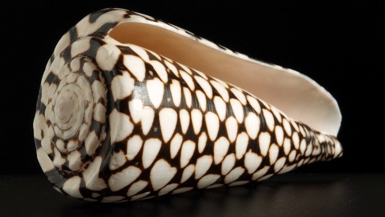 Shell of deadly snail that can cause paralysis picked up by beachgoer in Japan