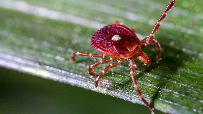 Tick-borne disease risk grows as species migrate to new areas of US, experts say