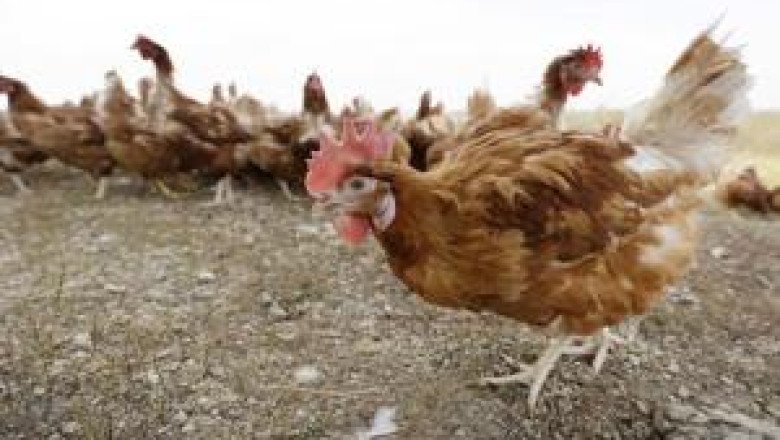 27,000 chickens killed in British Columbia fire that destroyed two barns