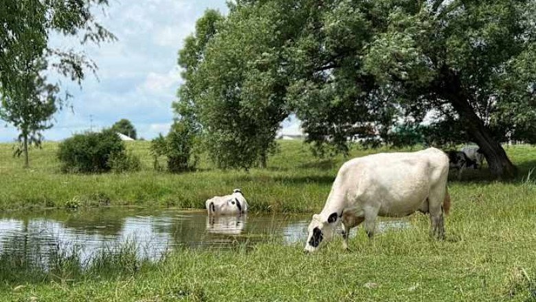 A Vermont dairy farm was raided. The mixed messages from Washington since then have increased fears