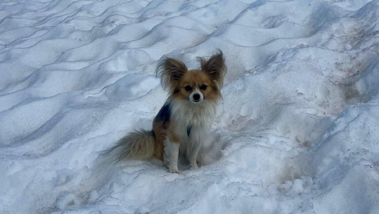 Hiker saved by “four-legged hero” Chihuahua after falling into Swiss glacier crevasse