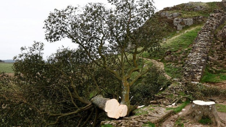 U.K. men sentenced to more than 4 years in prison for cutting down iconic Sycamore Gap Tree