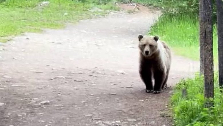 This grizzly followed a Calgary couple along a popular trail until they finally roared at it