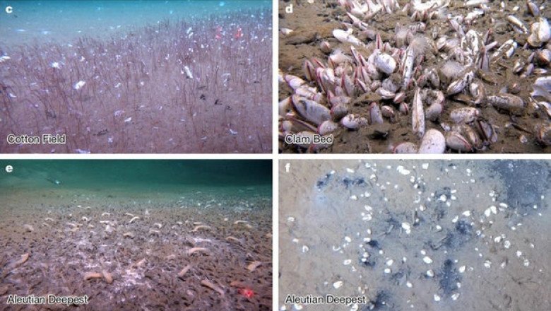 Underwater voyage finds sea creatures thriving in the deepest parts of the ocean